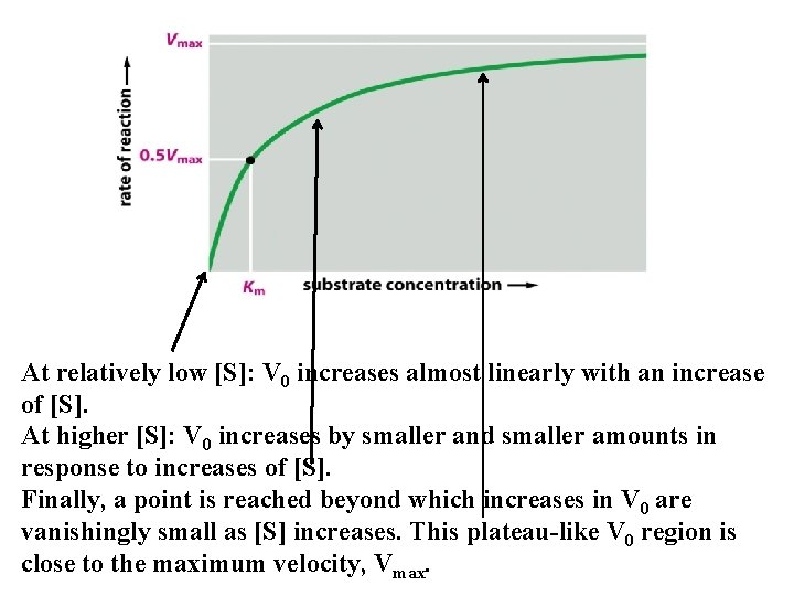 At relatively low [S]: V 0 increases almost linearly with an increase of [S].