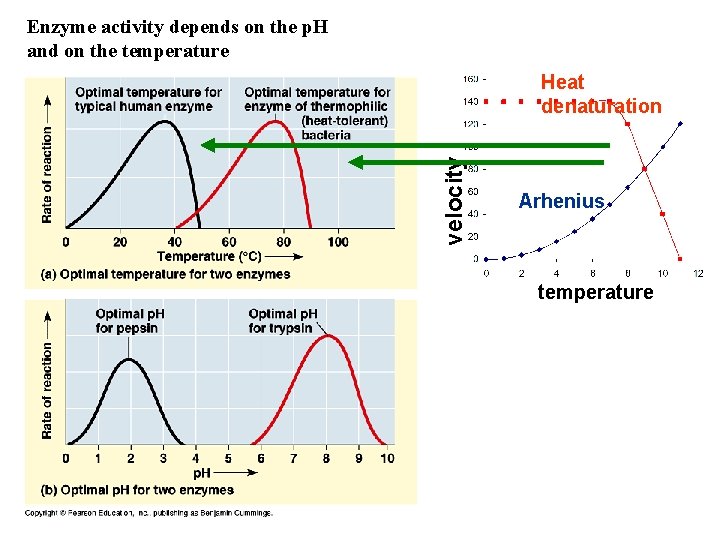 Enzyme activity depends on the p. H and on the temperature velocity Heat denaturation