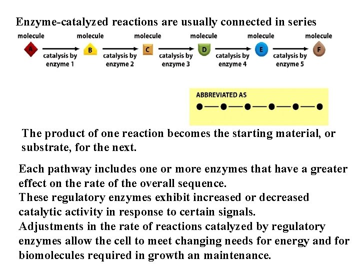 Enzyme-catalyzed reactions are usually connected in series The product of one reaction becomes the