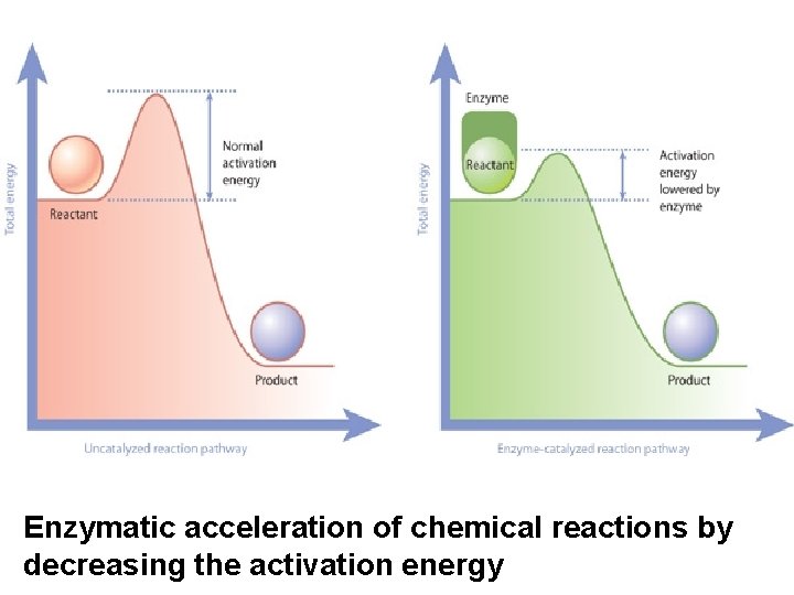 Enzymatic acceleration of chemical reactions by decreasing the activation energy 