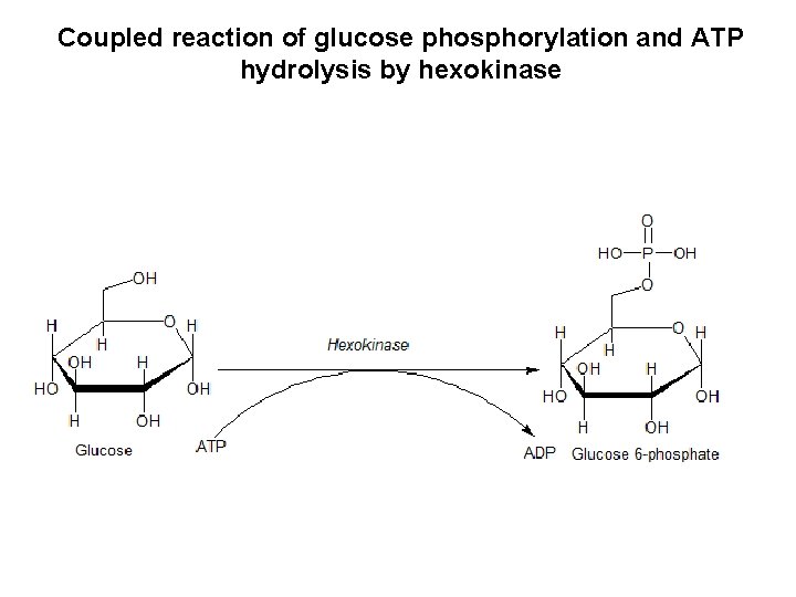 Coupled reaction of glucose phosphorylation and ATP hydrolysis by hexokinase 