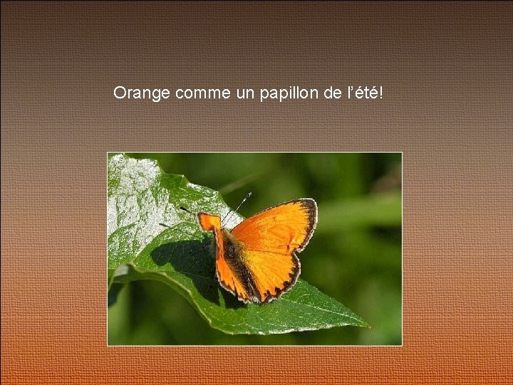Orange comme un papillon de l’été! 