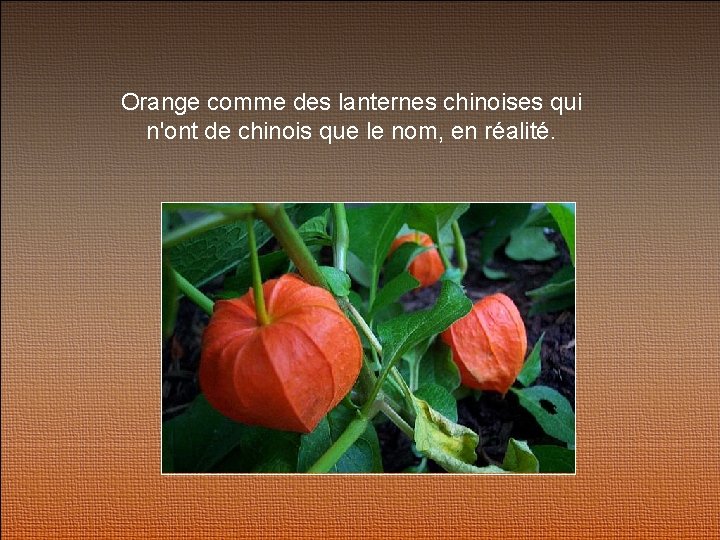 Orange comme des lanternes chinoises qui n'ont de chinois que le nom, en réalité.