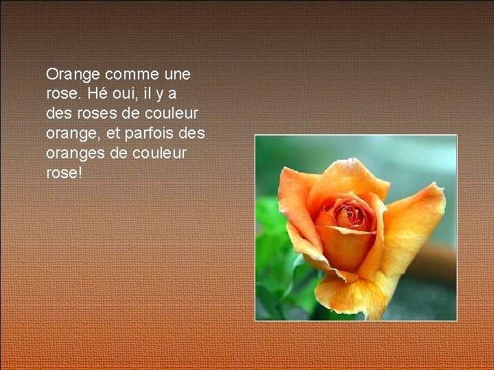 Orange comme une rose. Hé oui, il y a des roses de couleur orange,