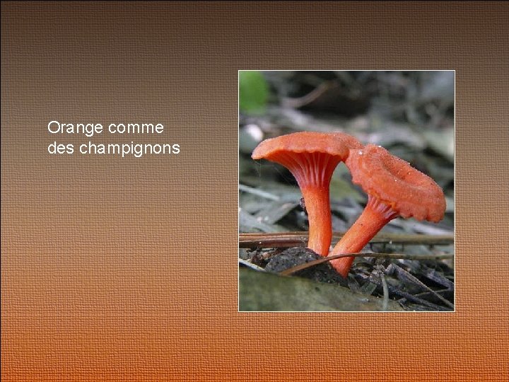 Orange comme des champignons 