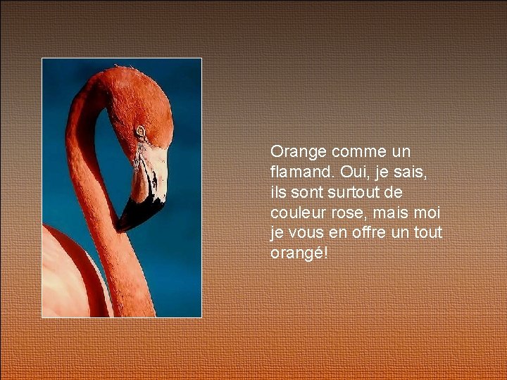 Orange comme un flamand. Oui, je sais, ils sont surtout de couleur rose, mais