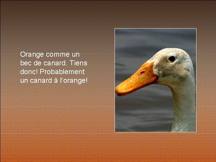 Orange comme un bec de canard. Tiens donc! Probablement un canard à l’orange! 