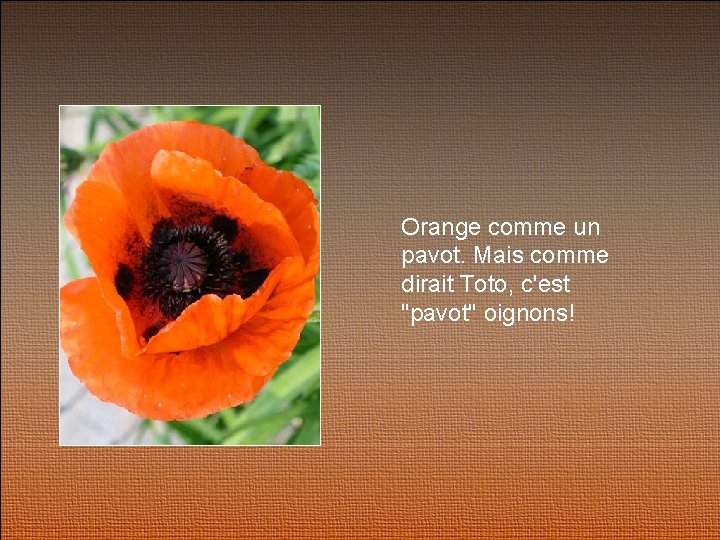 Orange comme un pavot. Mais comme dirait Toto, c'est "pavot" oignons! 