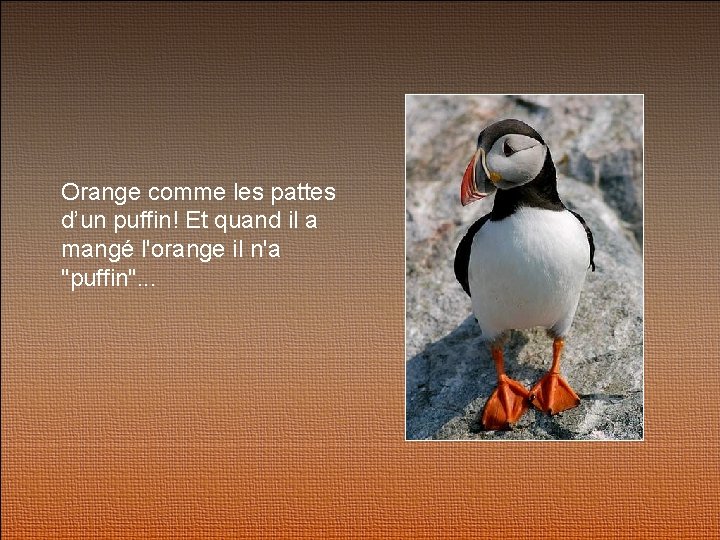 Orange comme les pattes d’un puffin! Et quand il a mangé l'orange il n'a