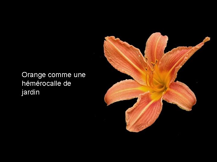 Orange comme une hémérocalle de jardin 