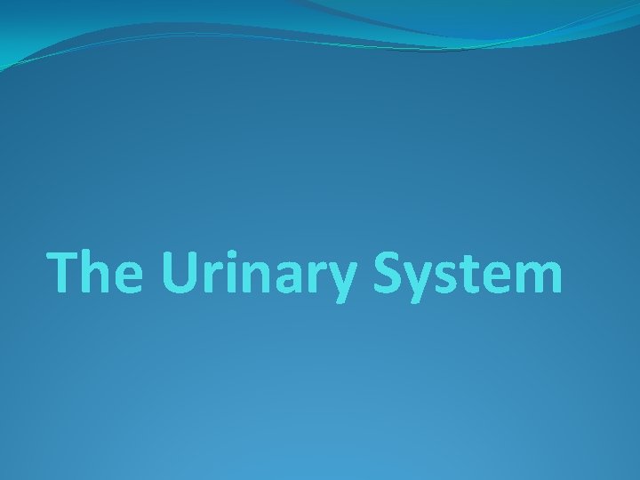 The Urinary System 