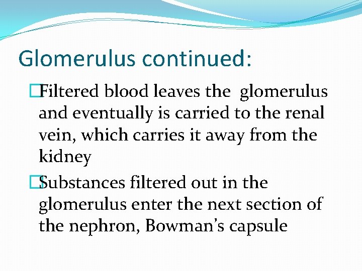 Glomerulus continued: �Filtered blood leaves the glomerulus and eventually is carried to the renal