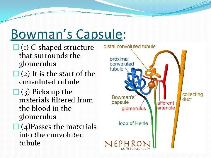 Bowman’s Capsule: � (1) C-shaped structure that surrounds the glomerulus � (2) It is