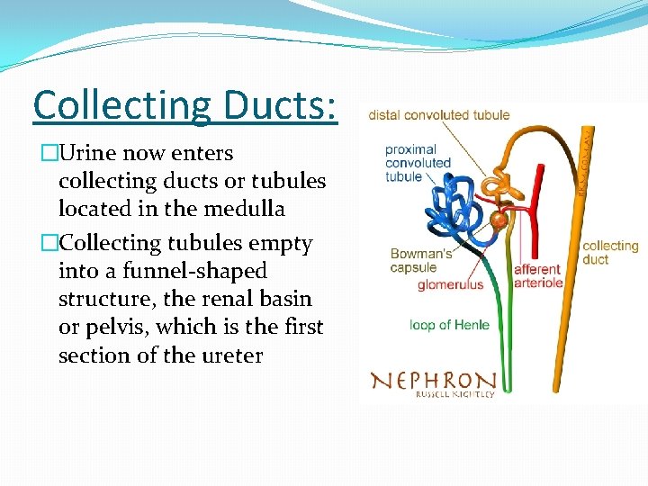 Collecting Ducts: �Urine now enters collecting ducts or tubules located in the medulla �Collecting