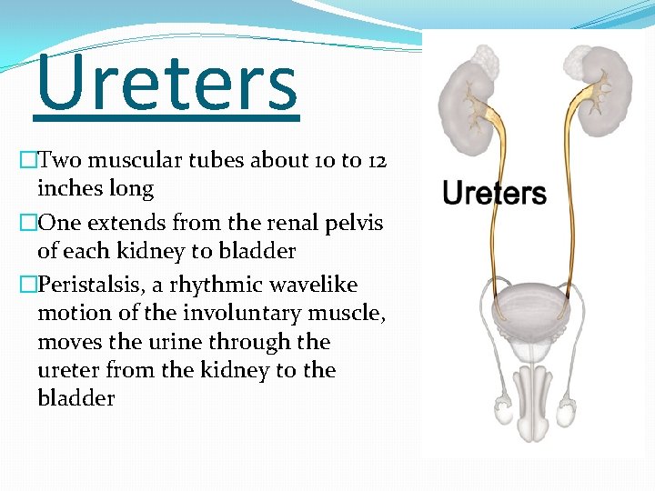 Ureters �Two muscular tubes about 10 to 12 inches long �One extends from the
