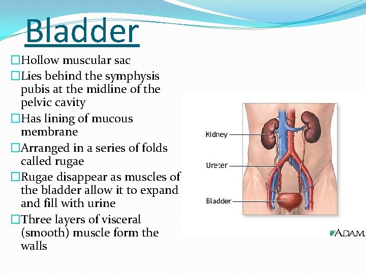 Bladder �Hollow muscular sac �Lies behind the symphysis pubis at the midline of the