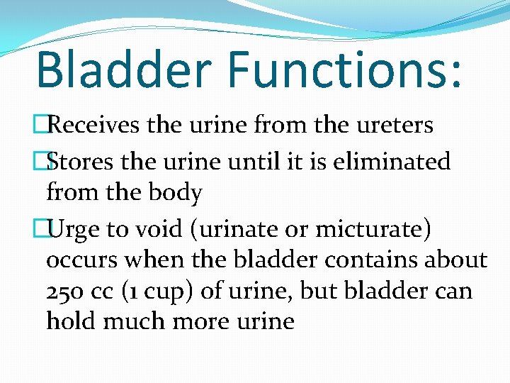 Bladder Functions: �Receives the urine from the ureters �Stores the urine until it is