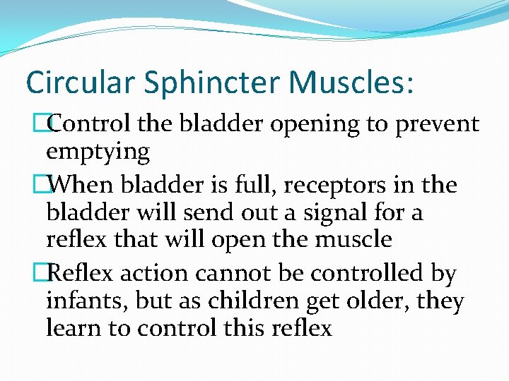 Circular Sphincter Muscles: �Control the bladder opening to prevent emptying �When bladder is full,