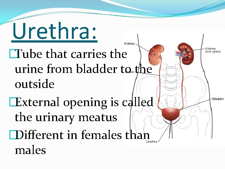 Urethra: �Tube that carries the urine from bladder to the outside �External opening is