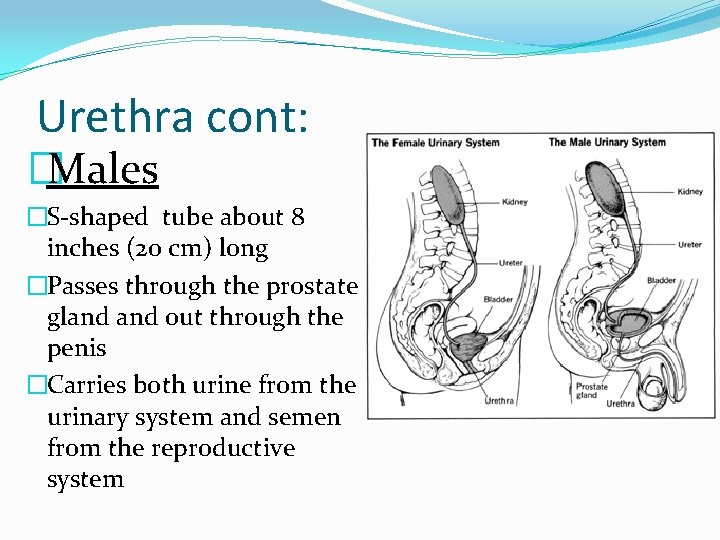 Urethra cont: �Males �S-shaped tube about 8 inches (20 cm) long �Passes through the