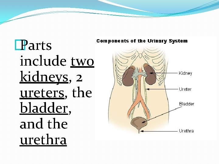 � Parts include two kidneys, 2 ureters, the bladder, and the urethra 