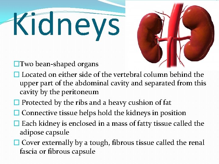 Kidneys �Two bean-shaped organs � Located on either side of the vertebral column behind