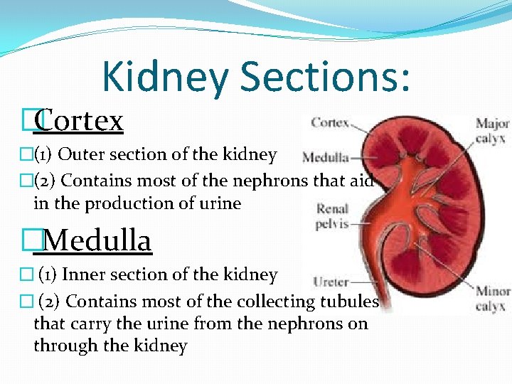 Kidney Sections: �Cortex �(1) Outer section of the kidney �(2) Contains most of the