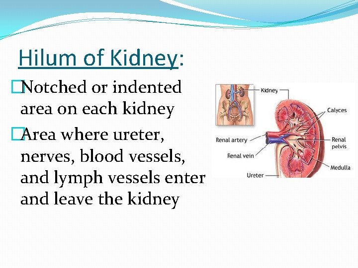 Hilum of Kidney: �Notched or indented area on each kidney �Area where ureter, nerves,