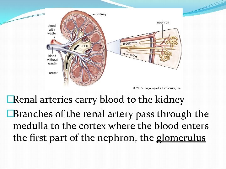 �Renal arteries carry blood to the kidney �Branches of the renal artery pass through