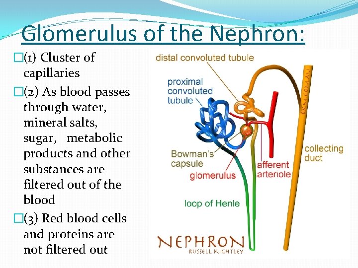 Glomerulus of the Nephron: �(1) Cluster of capillaries �(2) As blood passes through water,