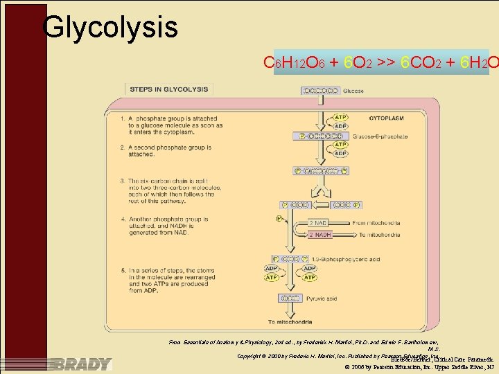 Glycolysis C 6 H 12 O 6 + 6 O 2 >> 6 CO