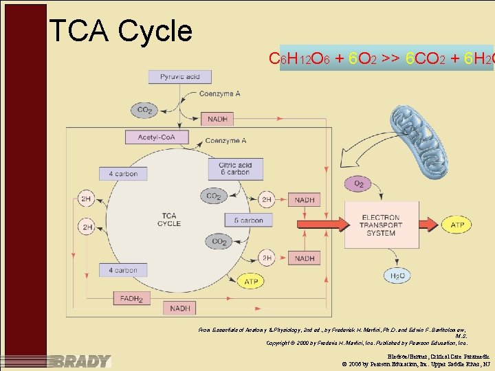 TCA Cycle C 6 H 12 O 6 + 6 O 2 >> 6