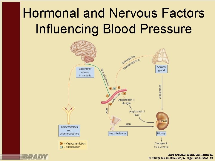 Hormonal and Nervous Factors Influencing Blood Pressure Bledsoe/Benner, Critical Care Paramedic © 2006 by