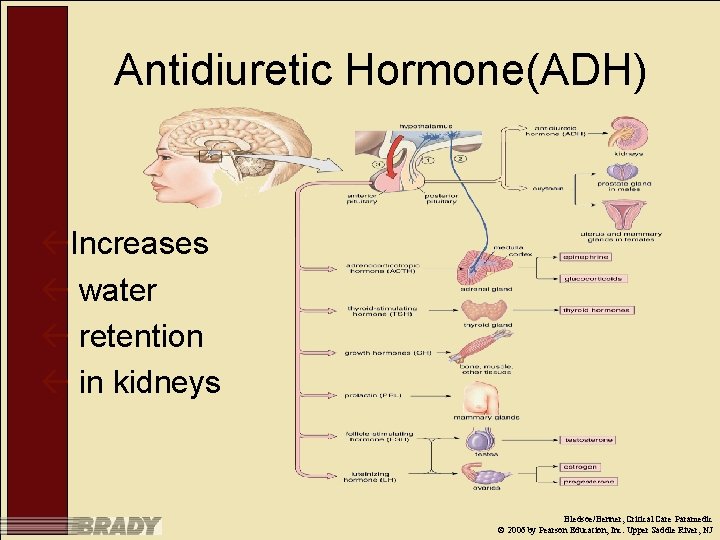 Antidiuretic Hormone(ADH) ßIncreases ß water ß retention ß in kidneys Bledsoe/Benner, Critical Care Paramedic