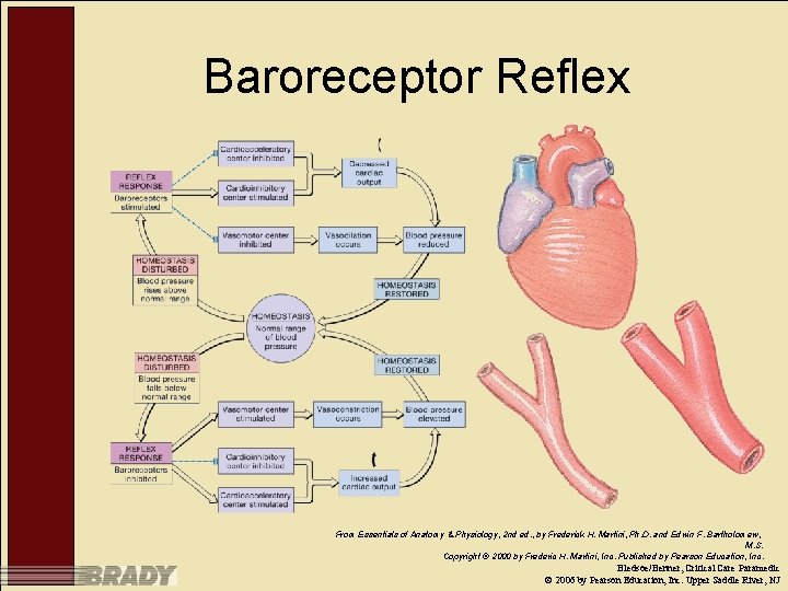 Baroreceptor Reflex From Essentials of Anatomy & Physiology, 2 nd ed. , by Frederick