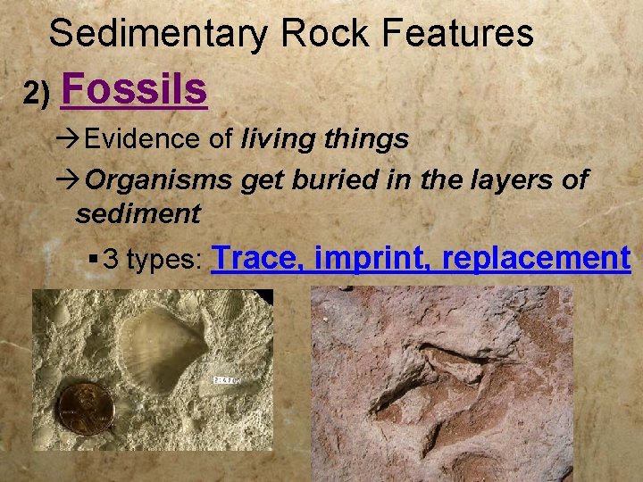 Sedimentary Rock Features 2) Fossils Evidence of living things Organisms get buried in the