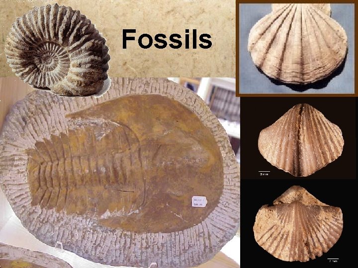 Fossils 