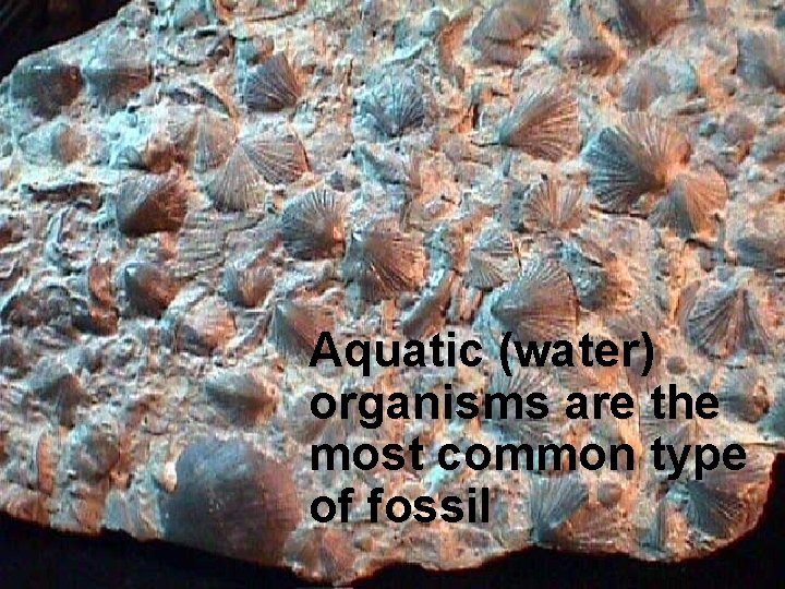 Aquatic (water) organisms are the most common type of fossil 
