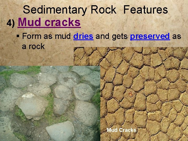Sedimentary Rock Features 4) Mud cracks § Form as mud dries and gets preserved