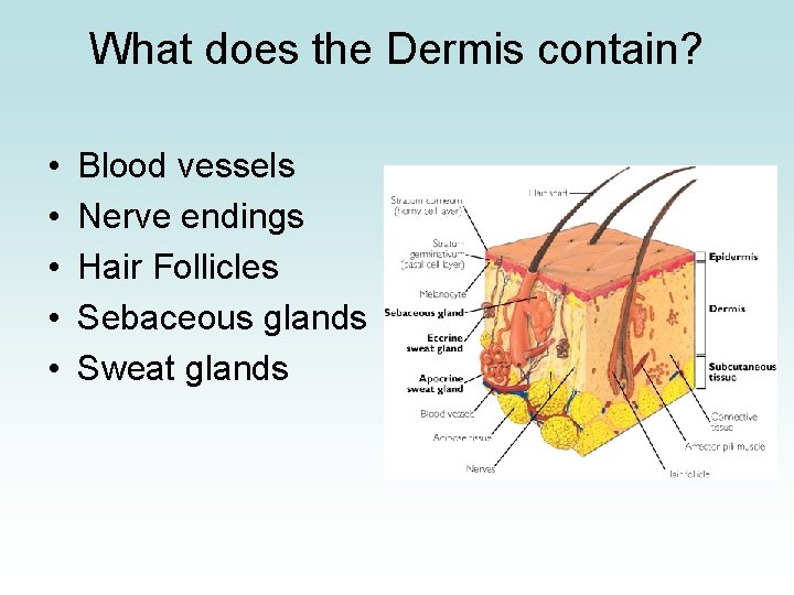 What does the Dermis contain? • • • Blood vessels Nerve endings Hair Follicles