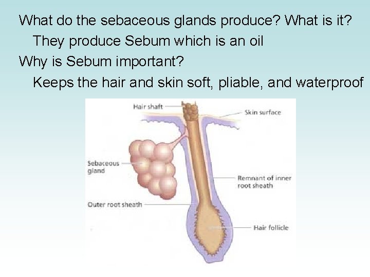 What do the sebaceous glands produce? What is it? They produce Sebum which is