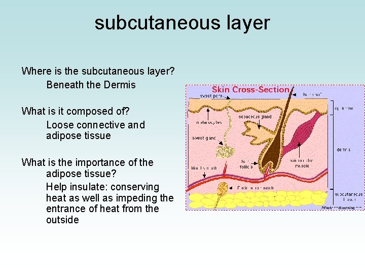 subcutaneous layer Where is the subcutaneous layer? Beneath the Dermis What is it composed