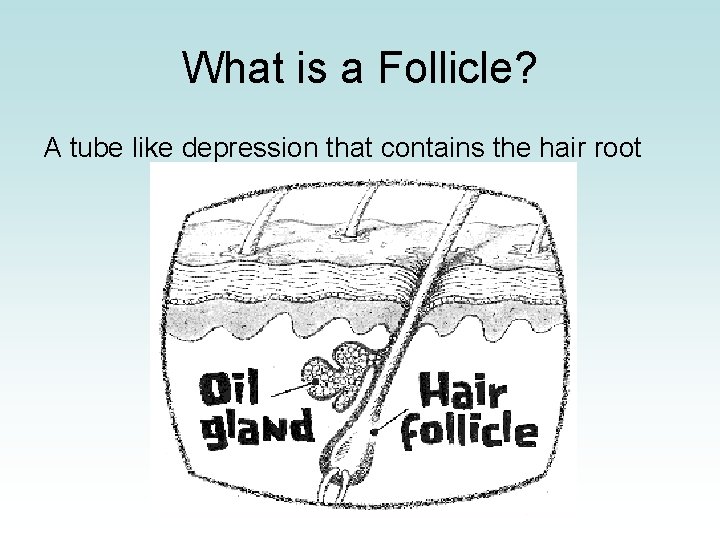 What is a Follicle? A tube like depression that contains the hair root 