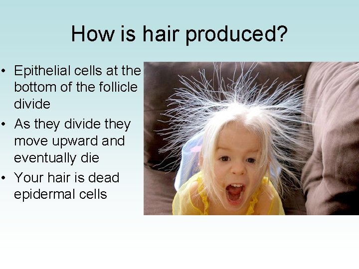 How is hair produced? • Epithelial cells at the bottom of the follicle divide