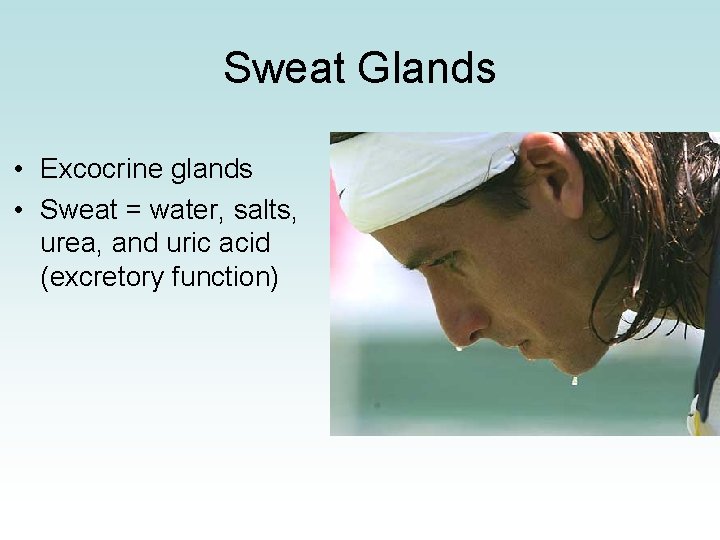 Sweat Glands • Excocrine glands • Sweat = water, salts, urea, and uric acid