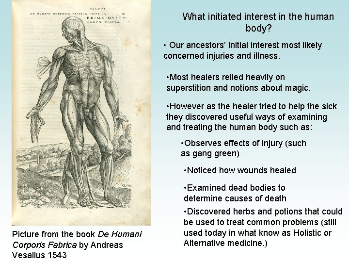 What initiated interest in the human body? • Our ancestors’ initial interest most likely