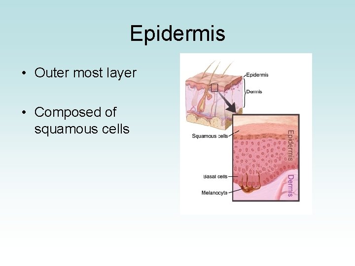 Epidermis • Outer most layer • Composed of squamous cells 