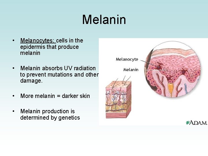 Melanin • Melanocytes: cells in the epidermis that produce melanin • Melanin absorbs UV