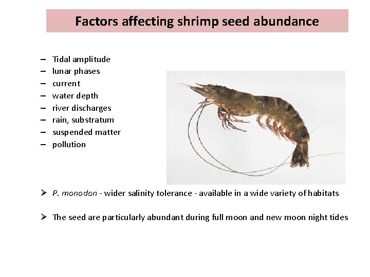 Factors affecting shrimp seed abundance – – – – Tidal amplitude lunar phases current