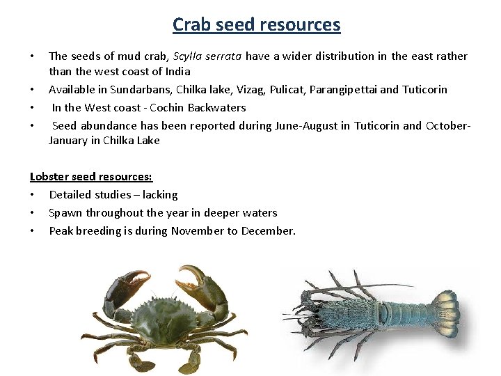 Crab seed resources • • The seeds of mud crab, Scylla serrata have a